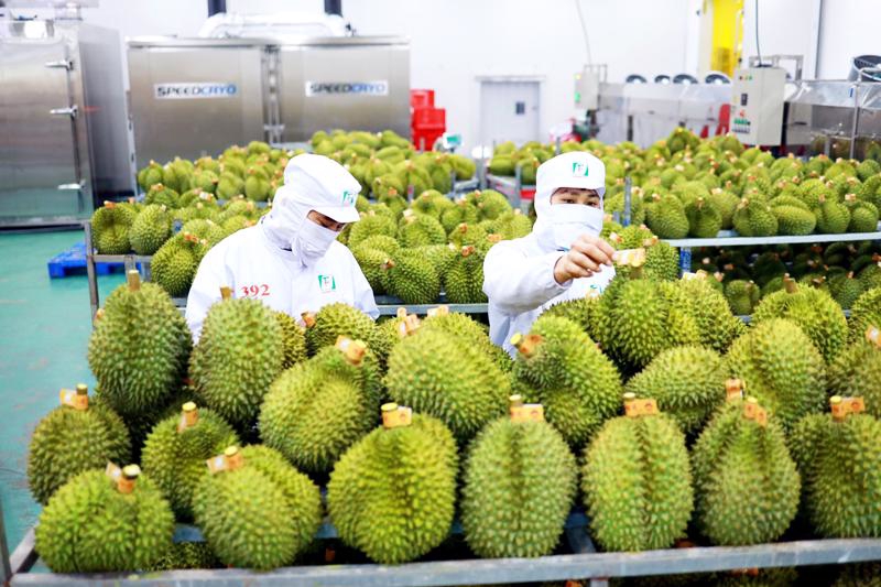 sau-rieng-viet-dan-chinh-31675350990